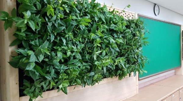 ‘빌레나무’가 대중들에게 큰 관심의 대상이 됐다 / 출처 NEWSIS