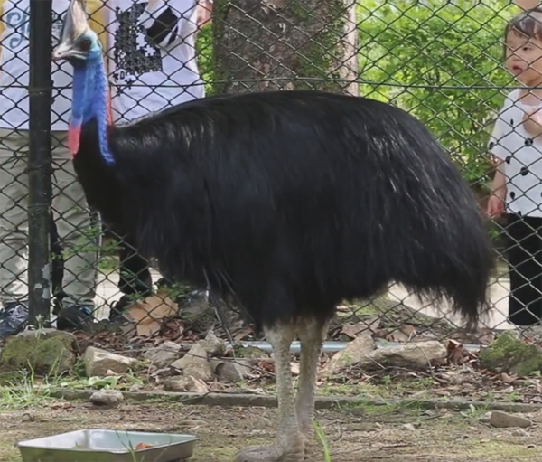 ‘화식조’는 국내에서도 볼 수 있다 / 출처 seoulgrandpark youtube
