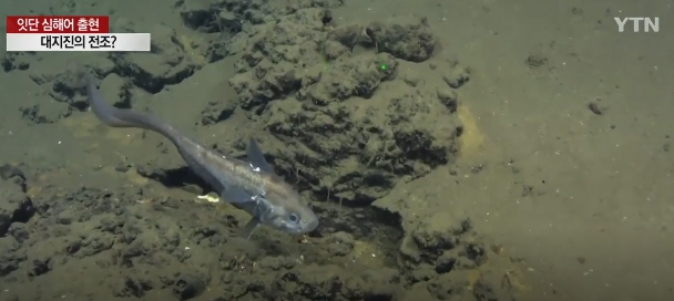 투라치, 2미터 넘는 바닷속 깊이 사는 어종...연안에 왜 왔나