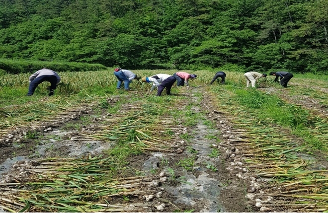 사회봉사대상자들이 마늘 수확작업을 하고 있다.(사진제공=통영준법지원센터)