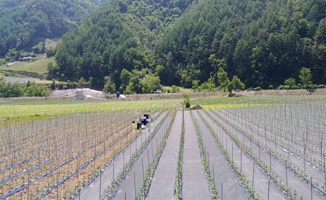 사회봉사대상자들이 농가의 고추밭 부직포 설치작업을 하고 있다.(사진제공=영월준법지원센터)