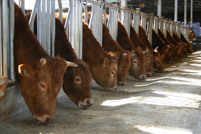 육질이 전국 최고인 울산 한우.(사진제공=울산시)