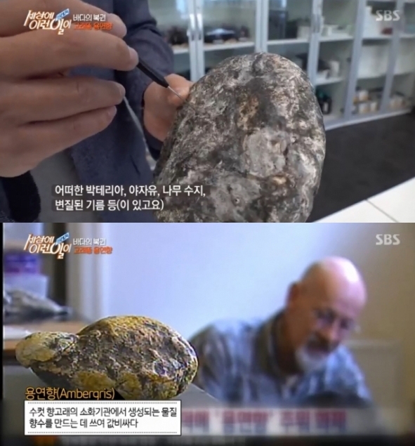 용연향, 한번 나왔다하면...어마어마 난리난다 '해양 속 Lotto'