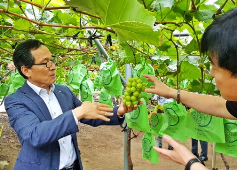 경북 김천 샤인머스켓 수출단지 현장방문 사진. 사진=aT