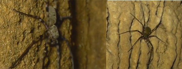 ‘농발거미’가 이날 하루 온라인을 뜨겁게 달구고 있다. / 출처 이비에스화면