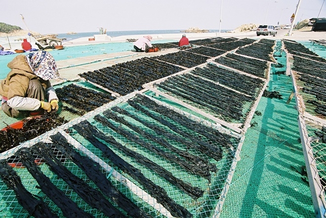 기장미역을 말리는 모습.(사진제공=부산기장군)