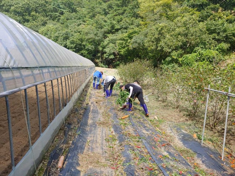 사회봉사명령대상자들이 일손부족 농가를 돕고 있다.(사진제공=포항준법지원센터)