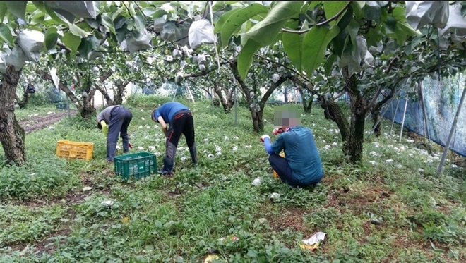 사회봉사명령대상자들이 낙과피해 농가에서 일손을 돕고 있다.(사진제공=논산준법지원센터)