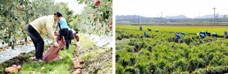 한국농어촌공사가 태풍 링링으로 인한 피해 농가 복구 돕기에 나섰다. 사진=농어촌공사