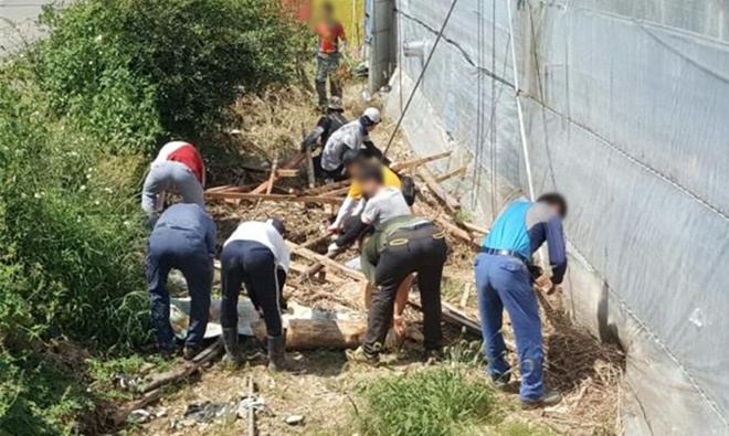 사회봉사대상자들이 태풍 피해농가 복구작업을 하고 있다.(사진제공=통영준법지원센터)
