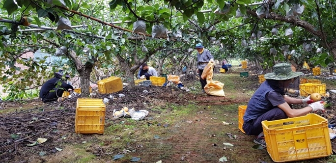 사회봉사대상자들이 태풍피해 과수농가에 일손을 보태고 있다.(사진제공=서산준법지원센터)