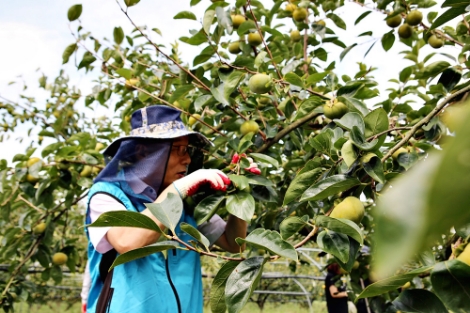 25일 이종옥 부사장과 직원들은 영암 감재배농가 태풍피해 복구작업을 도왔다. 사진=농어촌공사
