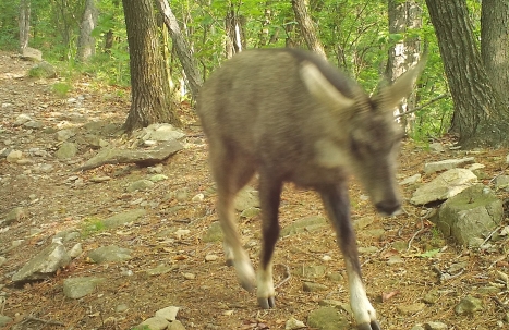 무인센서 카메라에 촬영된 산양 모습