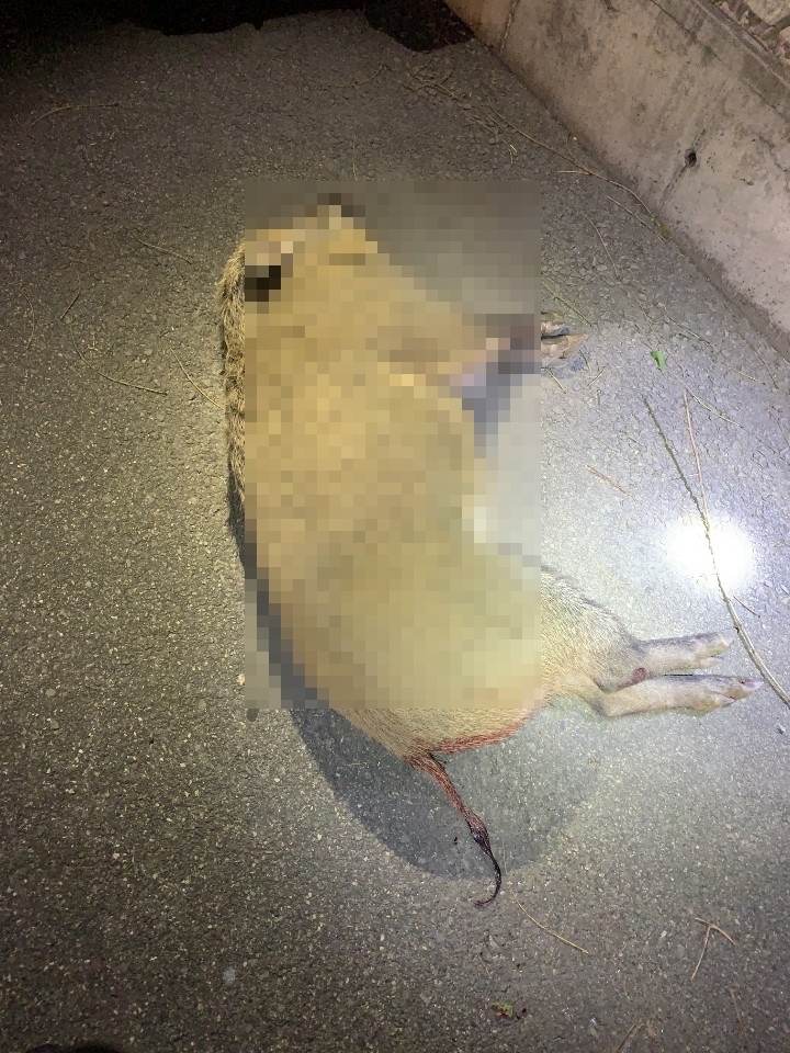 경부고속도로상에 출몰한 멧돼지.(사진제공=부산경찰청)