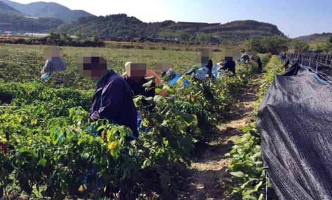 사회봉사대상자들이 고추수확을 돕고 있다.(사진제공=전주준법지원센터)