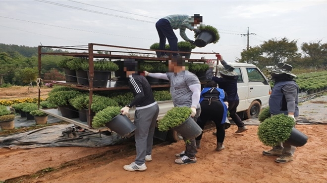 사회봉사대상자들이 국화꽃을 나르고 있다.(사진제공=군산준법지원센터)