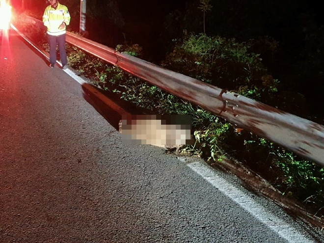차량에 부딪힌 멧돼지.(사진제공=부산경찰청)