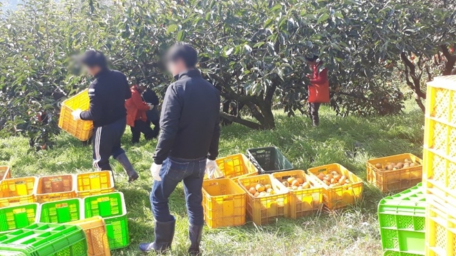 사회봉사대상자들이 단감농장 일손돕기를 하고 있다.(사진제공=창원준법지원센터)