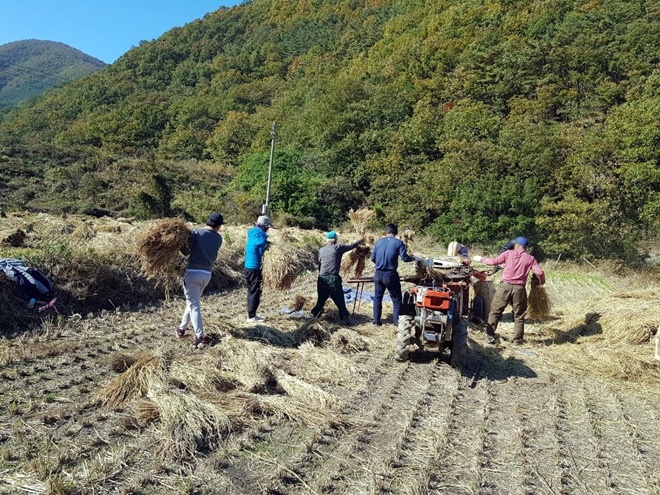사회봉사명령대상자들이 벼탈곡 작업을 돕고 있다.(사진제공=경주준법지원센터)