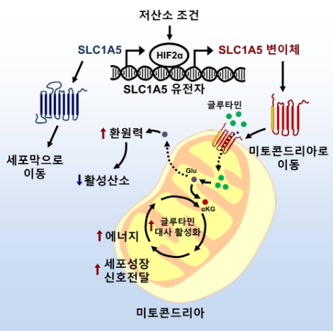 SLC1A5 유전자 변이체(transcript variant) 에 의해 매개되는 미토콘드리아 글루타민 대사 기전도. 사진=한국연구재단