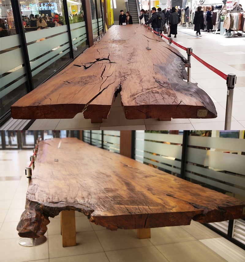 마리오아울렛, 쇼핑몰 최초로 48,600년 전 ‘카우리소나무’ 선봬