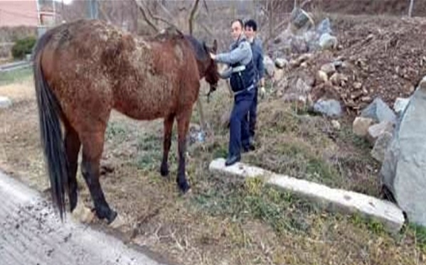 도주하던 말을 잡은 의령경찰서 박진수 경사.(사진제공=경남경찰청)