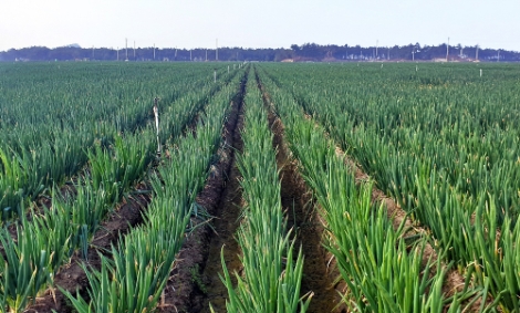 한국농수산식품유통공사(aT)는 이달의 제철농수산물로 다양한 요리 재료로 활용되는 대파를 선정했다. 사진=aT