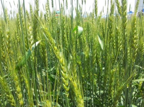 aT, 순수 국산 수매 밀가루 16톤 시범판매