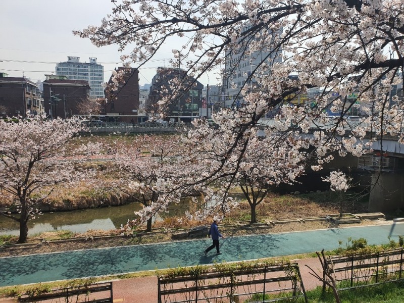 서울 은평구 증산로에 늘어선 벚꽃나무들.