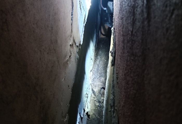 건물사이에 끼어 죽은 멧돼지.(사진제공=부산경찰청)