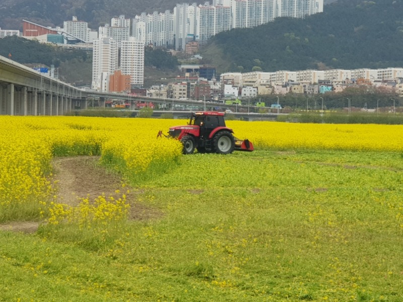 유채꽃밭을 제거하고 있다. (사진제공=부산경찰청)