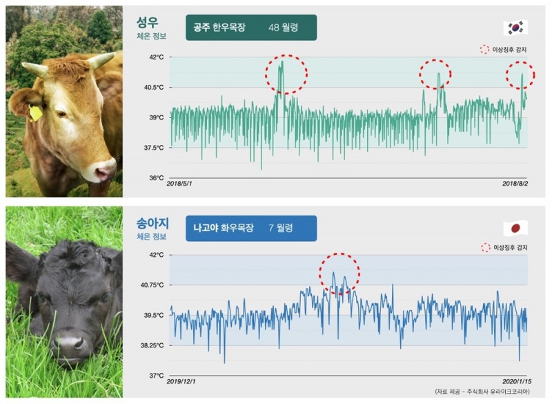 유라이크코리아, 소 코로나바이러스 질병 데이터 첫 공개