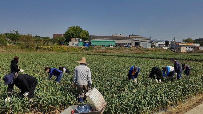 사회봉사명령대상자들이 농촌일손돕기에 나서고 있다.(사진제공=밀양준법지원센터)