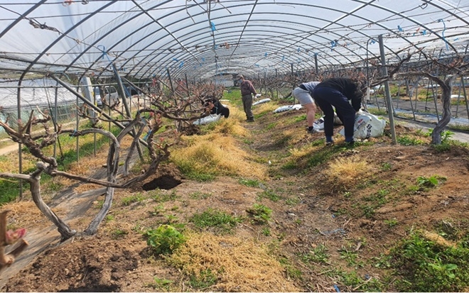 사회봉사명령대상자들이 농촌일손돕기를 하고 있다.(사진제공=인천서부준법지원센터)