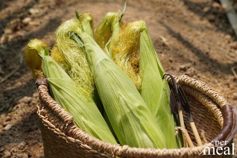 퍼밀, ‘초당옥수수’ 업계 최초 5월 출시