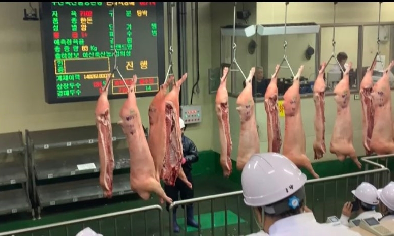롯데마트, 한우 직경매 성공 경험 바탕으로 돼지고기 직접 구매 나서