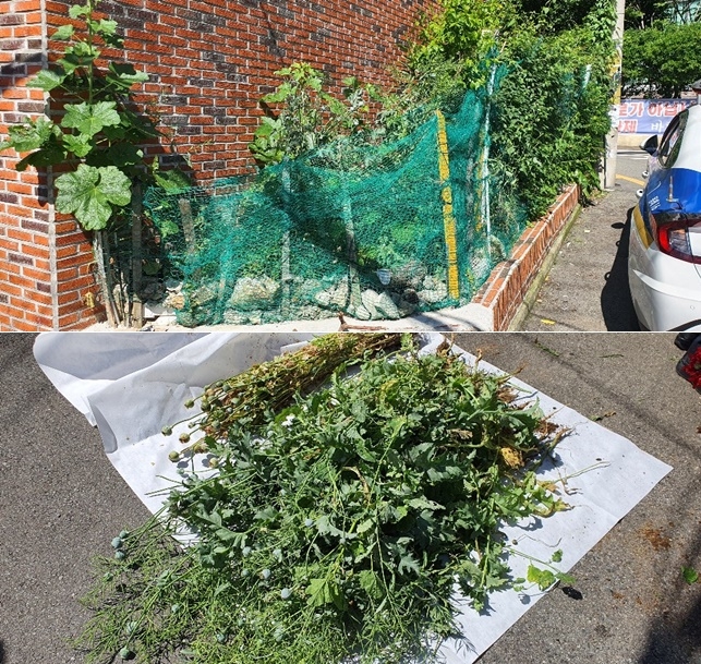 화단에서 불법재배한 양귀비.(사진제공=부산경찰청)