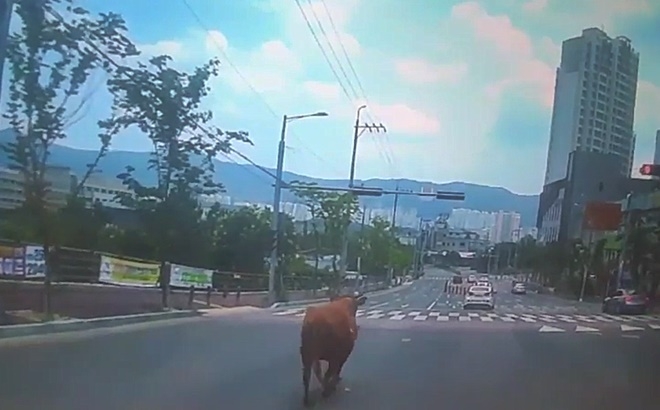 도로를 활보하고 있는 흥분한 암소.(제공=울산소방본부)