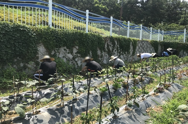 사회봉사명령대상자들이 힐링팜 화단조성 등 환경정비를 하고 있다.(사진제공=안양준법지원센터)