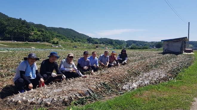 보호관찰위원 함양지구협의회 위원들이 양파수확 일손돕기를 하고 있다.(사진제공=거창준법지원센터)