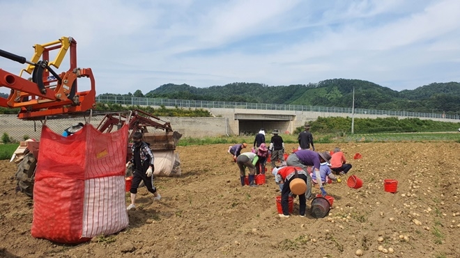 사회봉사대상자 등이 감자수확에 구슬땀을 흘리고 있다.(사진제공=상주준법지원센터)