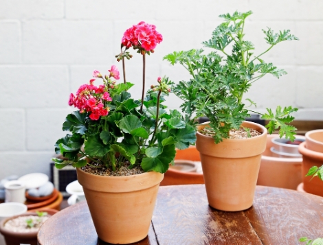 올해의 여름 식물 ‘구문초’와 ‘제라늄’. 사진=aT