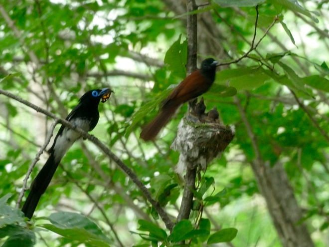 울산 울주군 문수산 계곡서 포착된 긴꼬리딱새 압수.(사진제공=울산시)