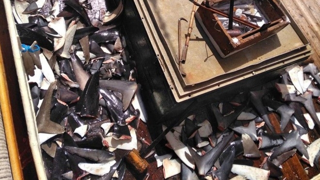 잘려진 상어지느러미. 상어지느러미를 채취하는 것은 해양생태계를 파괴한다. 산채로 잡아 지느러미만 자르는 상어지느러미 채취는 야만적일 뿐 아니라 불법어업과 연루되는 일이 비일비재하다. ⓒ공익법센터어필