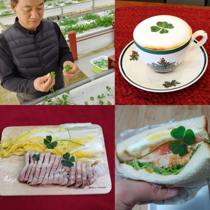 푸드클로버 “식용 네잎클로버 사용 주의해달라” 당부