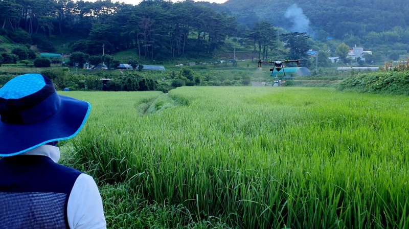 드론활용 벼 병해충 항공방제.(사진제공=부산 기장군)