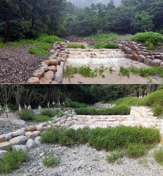 (위)울산시에서 제공한 홈골 사진, (아래) 울산환경운동연합에서 현장확인한 사진이다.(8.22). 하천바닥에 수북이 자란 잡초상태를 보면 이곳에 급류가 흘러내리지 않았음을 보여준다.(사진제공=울산환경운동연합)