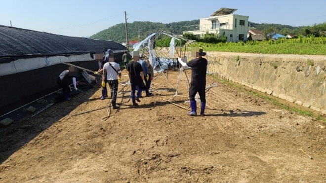 사회봉사대상자들이 태풍 마이삭으로 피해를 입은 농가의 일손을 돕고 있다.(사진제공=부산동부준법지원센터)