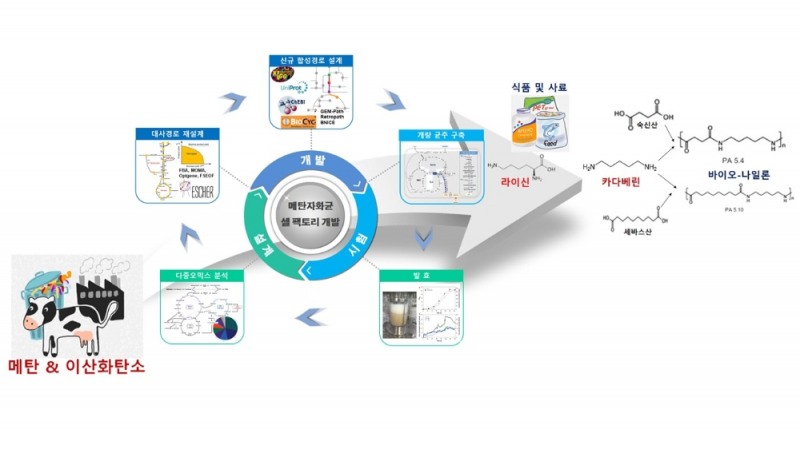 메탄자화균의 개량 및 이를 이용한 메탄 유래 라이신 및 카타베린 생산 전체 개념도. 사진=한국연구재단