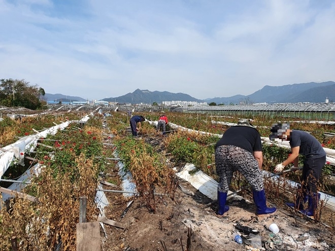 사회봉사대상자들이 태풍피해 농가 복구작업에 임하고 있다.(시진제공=부산서부준법지원센터)